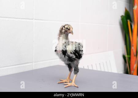 Black Chick est debout sur la table gris violet dans la lumière extérieure. Banque D'Images