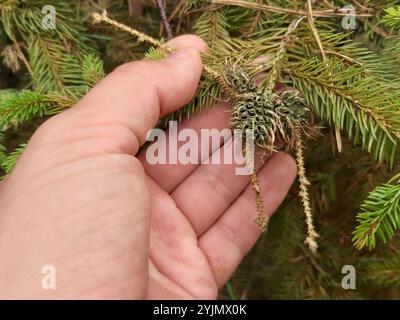 Adelgid (Adelges abietis) Banque D'Images