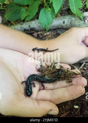 Salamandre visqueuse à pois blancs (Plethodon cylindraceus) Banque D'Images