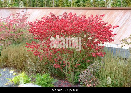 Flügel-Spindelstrauch, Euonymus alatus Compactus,, fuseau d'aile, Euonymus alatus compactus, Banque D'Images