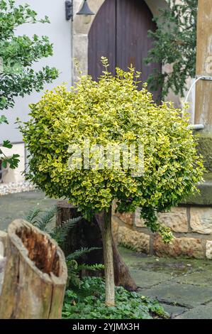 Immergrüner Spindelstrauch, Euonymus fortunei Emerald n Gold,, arbre à fuseau Evergreen Banque D'Images