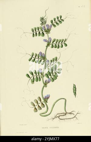 Cette illustration présente une représentation botanique détaillée d'une plante de vesce cultivée, avec ses délicates feuilles vertes et ses fleurs violettes. La structure en forme de vigne est représentée montant vers le haut, avec des vrilles s'étendant gracieusement à partir de la tige principale. Sous les fleurs, une gousse est visible, indiquant la présence de graines. Les racines de la plante sont également illustrées, l'ancrant au sol, tandis que la conception globale met l'accent sur les relations complexes entre les feuilles, les fleurs et les éléments reproducteurs de la vesce, soulignant son importance dans l'agriculture et l'écologie. L'accompagnement Banque D'Images