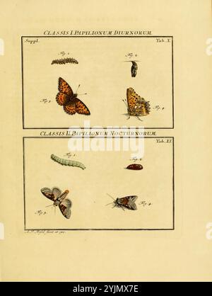Une illustration scientifique présente une étude détaillée des papillons et des papillons de nuit. La section supérieure présente un papillon vibrant dans sa forme adulte, accompagné d'une chenille et d'une chrysalide, représentés à différents stades de la vie. La section inférieure présente des espèces nocturnes, dont un papillon de nuit et sa chenille. Chaque figure est méticuleusement numérotée et étiquetée, indiquant des classifications distinctes dans l'ordre des lépidoptères. L'œuvre reflète une ère de documentation d'histoire naturelle, combinant art et précision scientifique Banque D'Images