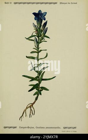 Une illustration botanique détaillée montrant une pneumonanthe de Gentiana, communément connue sous le nom de Gentian de Marsh. La plante présente une tige verte mince ornée de fleurs bleues éclatantes qui fleurissent à la section supérieure. Les pétales affichent une teinte riche et profonde, et l'illustration met en évidence la forme et l'arrangement distinctifs des fleurs. Sous les fleurs, des feuilles lancéolées allongées tapissent gracieusement la tige, tandis que les racines à la base soulignent sa croissance naturelle dans un habitat souvent trouvé dans les milieux humides. Autour de l'illustration est une bordure décorative, ajoutant une touche artistique à cela Banque D'Images