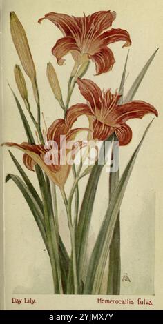 Une superbe illustration présentant des nénuphars vibrants, également connus sous le nom de Hemerocallis fulva. Les fleurs sont représentées en pleine floraison avec des teintes riches et chaudes d'orange et de rouge, leurs pétales élégants se déployant gracieusement. De grandes feuilles vertes encadrent les fleurs, offrant une toile de fond luxuriante. Plusieurs bourgeons, encore fermés, suggèrent la promesse de plus de fleurs à venir, capturant l'essence de la croissance et de la beauté dans un cadre de jardin. Sous les fleurs, le nom de Day Lily ainsi que sa désignation scientifique soulignent l'accent botanique de cette composition Banque D'Images