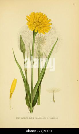 L'illustration montre une fleur de pissenlit jaune vif le long de sa tête de graine, mettant en valeur le cycle de vie de la plante. La tige verticale supporte une fleur unique avec des pétales allongés et dentelés rayonnant vers l'extérieur. Sous la fleur, deux bourgeons fermés font allusion à leur floraison imminente, nichée au milieu de longues feuilles vertes minces caractéristiques du pissenlit. En arrière-plan, la tête de graine moelleuse, composée de brins délicats et soyeux, se tient prête à disperser ses graines dans le vent, symbolisant la transition de la fleur à la graine. L'illustration botanique capture à la fois l'élégance et les subtilités O. Banque D'Images