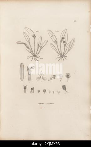 L'illustration présente une étude botanique détaillée mettant en évidence les différentes étapes et composantes d'une espèce végétale spécifique. Au sommet, deux spécimens plus grands sont représentés avec des feuilles allongées et minces et des fleurs distinctes, soulignant leur structure anatomique. Ci-dessous, une série de petits dessins présentent un éventail de parties reproductives, y compris des bourgeons, des fleurs et d'autres caractéristiques botaniques. Cette représentation systématique souligne la complexité de l'anatomie de la plante, servant de ressource précieuse pour la classification botanique et l'étude. Banque D'Images