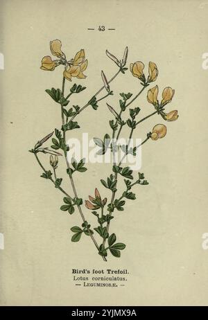 L'illustration représente la plante connue sous le nom de Trefoil à pied d'oiseau (Lotus corniculatus). Caractérisée par ses délicates grappes de fleurs jaunes et sa disposition feuilletée distinctive, la plante présente de petites folioles regroupées en trois. La composition globale présente une étude botanique avec une attention aux détails, mettant en valeur les tiges minces de la plante et les structures florales. L'étiquette identifie l'espèce et l'aligne dans la famille des légumineuses, soulignant son importance dans les classifications botaniques Banque D'Images