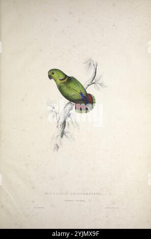 Un perroquet vert éclatant se perche gracieusement sur une branche élancée, mettant en valeur son plumage saisissant et ses plumes colorées de queue. La tête arrondie de l'oiseau présente un subtil mélange de couleurs, avec un soupçon de bleu autour de ses yeux et une touche de rouge sur ses ailes. De délicates branches ornées de feuilles pâles entourent le perroquet, mettant en valeur le cadre naturel. Sous l'illustration, le nom 'Psittacula swindereniana' est élégamment présenté, indiquant l'espèce. Cette représentation artistique met en valeur la beauté et la complexité de la vie aviaire d'une manière sereine et enchanteresse Banque D'Images