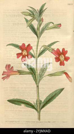 Une illustration botanique détaillée mettant en vedette une plante à fleurs avec des tiges vertes allongées et minces et des fleurs tubulaires rouges vibrantes. La plante présente plusieurs fleurs, chacune avec une corolle fendue, révélant des détails délicats et de couleur plus claire de la gorge. La disposition des feuilles est luxuriante et proéminente, avec une teinte verte vibrante qui contraste joliment avec les pétales rouges frappants. L'arrière-plan comprend un texte pâle, suggérant que cette pièce peut faire partie d'une étude botanique ou d'une publication plus vaste, soulignant l'importance scientifique et la beauté esthétique de la plante Banque D'Images