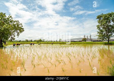 La rizière après l'ensemencement de riz transplanté par des agriculteurs à Udon Thani, Thaïlande. Banque D'Images