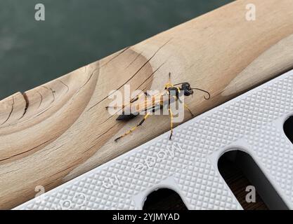 Guêpe de boue à pattes jaunes (Sceliphron caementarium) Banque D'Images