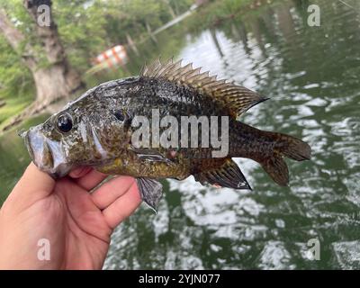 Warmouth (Lepomis gulosus) Banque D'Images