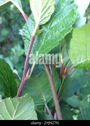 Aulne de montagne (Alnus alnobetula crispa) Banque D'Images