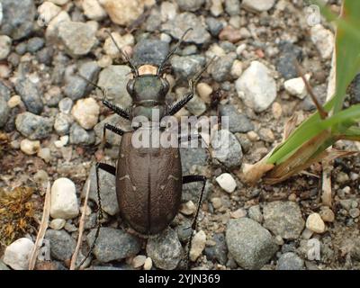 Coléoptère tigre boréal à longues lèvres (Cicindela longilabris) Banque D'Images