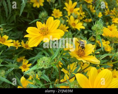 Beggarticks barbus (Bidens aristosa) Banque D'Images