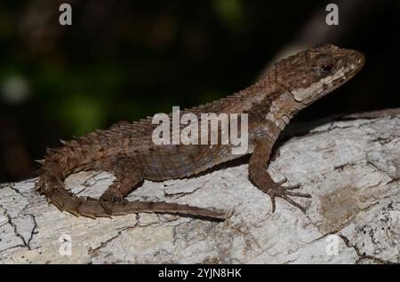 Lézard tropical (Cordylus tropidosternum) Banque D'Images