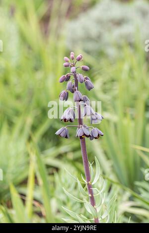 Persische Kaiserkrone, Fritillaria persica, couronne impériale persane Banque D'Images