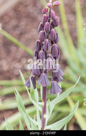 Persische Kaiserkrone, Fritillaria persica, couronne impériale persane Banque D'Images