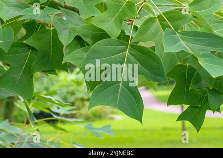 Chinesischer Tulpenbaum, Liriodendron chinense, tulipe chinoise Banque D'Images