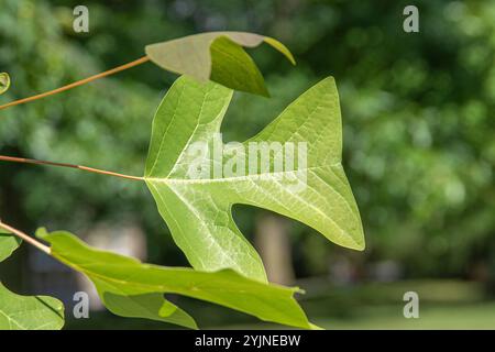 Chinesischer Tulpenbaum, Liriodendron chinense, tulipe chinoise Banque D'Images