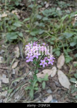 Centaury mince (Centaurium tenuiflorum) Banque D'Images