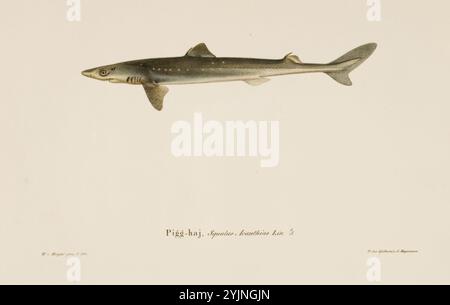 Wright, Wilhelm von, nom de l'œuvre : requin épineux, lithographie, graphisme, largeur des feuilles 29,5 cm, hauteur des feuilles 24,8 cm, Wilhelm von Wright 1810 – 1887, peintre suédois-finlandais et naturaliste amateur Banque D'Images