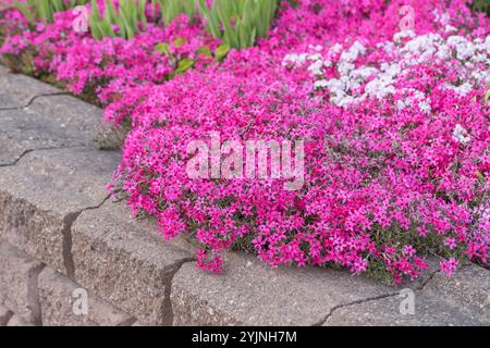 Polster-Phlox, Phlox Scarlet Flame,, rembourrage Phlox Banque D'Images