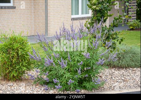 Mönchspfeffer, Vitex agnus-castus F. latifolia,,, poivre de moines Banque D'Images