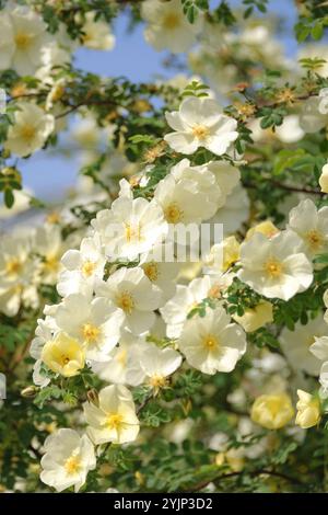 Chinesische Goldrose, Rosa hugonis,, Rose or chinoise Banque D'Images