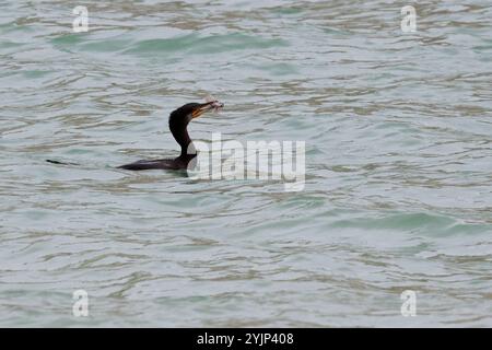 Cormorant Phalacrocorax carbo, en mer avec des poissons capturés comme Blenny Blennius pholis commun, oiseau plongeur à long cou long bec accroché jaune Banque D'Images