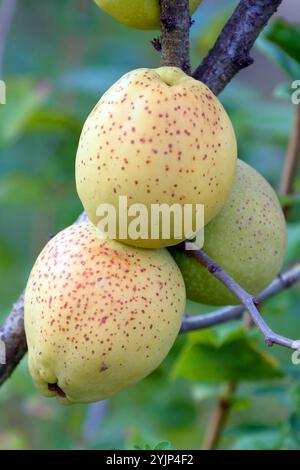 Zierquitte, Chaenomeles × superba fusion,, Coince ornemental Banque D'Images