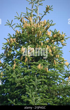 Troja-Tanne, Abies equi-trojani, Troy FIR, Abies equi-Trojani Banque D'Images