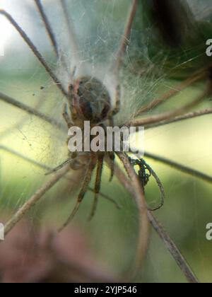 Araignée à secteur rouge (Zygiella atrica) Banque D'Images