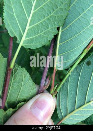 Aulne de montagne (Alnus alnobetula crispa) Banque D'Images