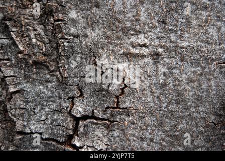 Gros plan détaillé d'une écorce d'arbre sèche avec des textures complexes et des fissures naturelles, sur fond gris neutre. Banque D'Images