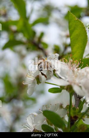 Une scène printanière avec une abeille pollinisant activement les fleurs du pommier, entourée de fleurs vibrantes. Banque D'Images