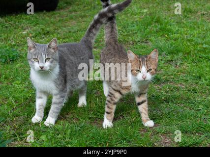 « Un chat gris-blanc et un chat brun-blanc se détendent ensemble, entrelacant leur queue dans un spectacle ludique d'affection et de compagnie. Banque D'Images