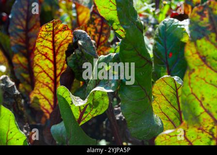 Des feuilles de betterave fraîches prospèrent sous la lumière du soleil dans un cadre de jardin animé. Banque D'Images