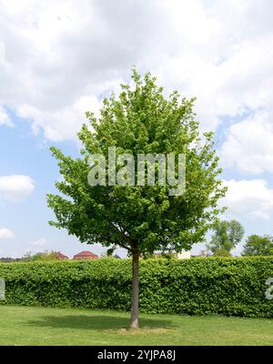 Feld-Ahorn, Acer campestre Elsrijk, Field Maple, Acer campestre Elsrijk Banque D'Images