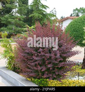 Grossblaettrige Blut-Berberitze, Berberis × ottawensis Superba, Moreton Bay Blood épine, Berberis × ottawensis Superba, épine épaisse à grandes feuilles Banque D'Images