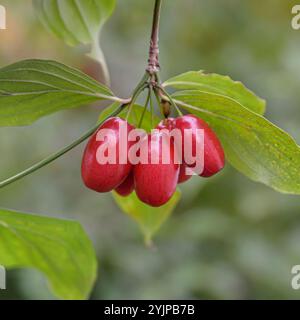 Kornelkirsche, Cornus mas Jolico, Cornus mas Jolico, Cornus mas Jolico, cerise de Cornouille Banque D'Images