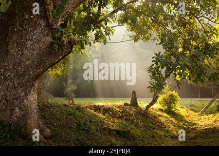 Lumière du soleil coulant à travers les arbres sur une verdoyante ouverture dans une forêt Banque D'Images