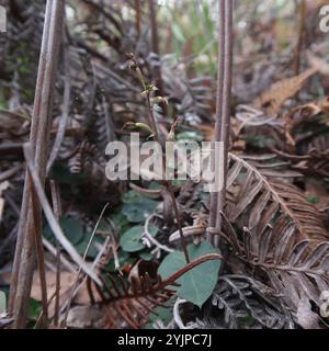 Petite moustique-orchidée (Acianthus pusillus) Banque D'Images