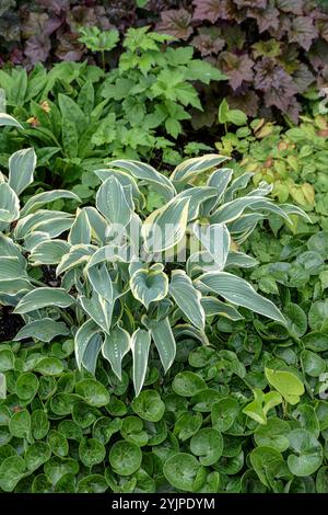 Funkie, Hosta First Frost, Hosta, Hosta First Frost Banque D'Images