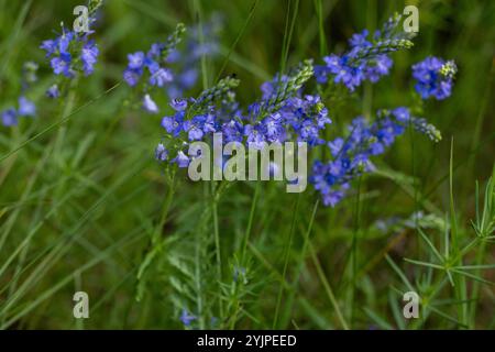 Veronica spicata fleurit dans une prairie verdoyante, des fleurs bleues et violettes vives ajoutant une touche de couleur à un paysage rempli de fleurs sauvages. Profitez de nat Banque D'Images