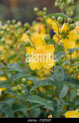 Johanniskraut, Hypericum Hidcote, St. Johns Wort, Hypericum Hidcote Banque D'Images