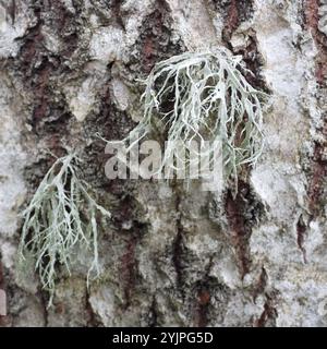 Lichen cartilagineux (Ramalina farinacea) Banque D'Images