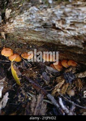 Queue d'épin (Xeromphalina campanella) Banque D'Images