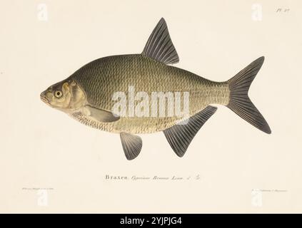 Wright, Wilhelm von, nom de l'œuvre : Bream, koiras, 1836 - 1857, lithographie, peinte à l'aquarelle, graphiques, largeur de feuille 29,6 cm, hauteur de feuille 24,5 cm, Wilhelm von Wright 1810 – 1887, peintre suédois-finlandais et naturaliste amateur Banque D'Images